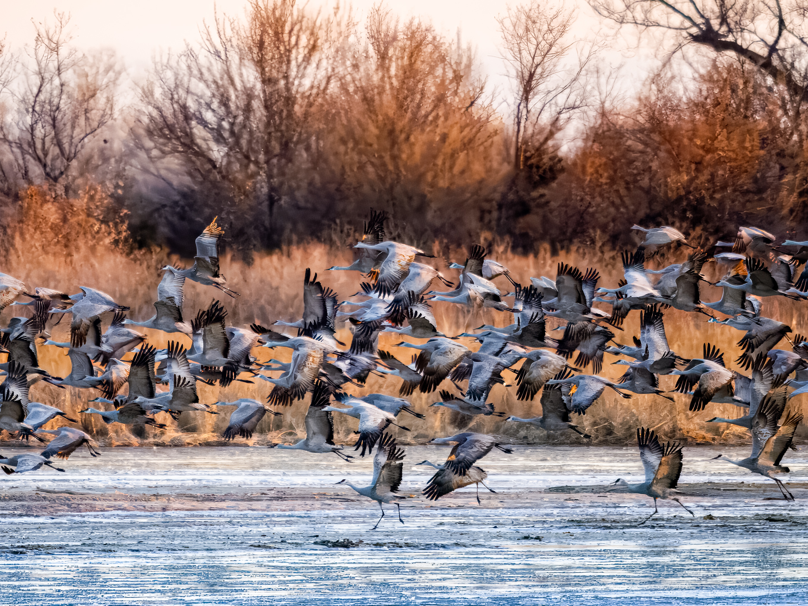 Sandhill Cranes