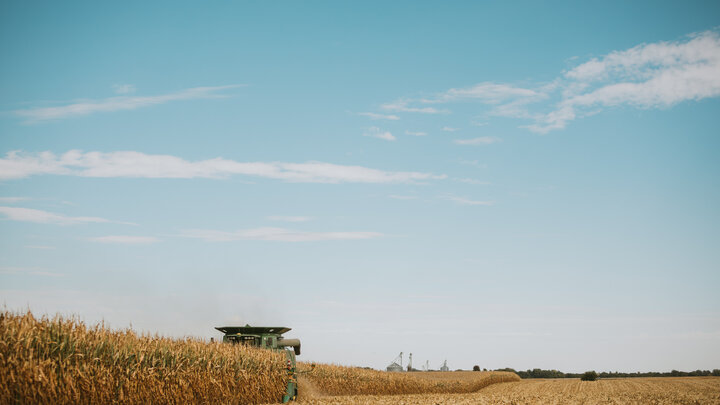 Combine harvesting a corn field