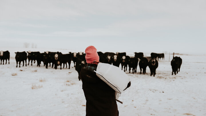 Female farmer feeding cattle in snow.