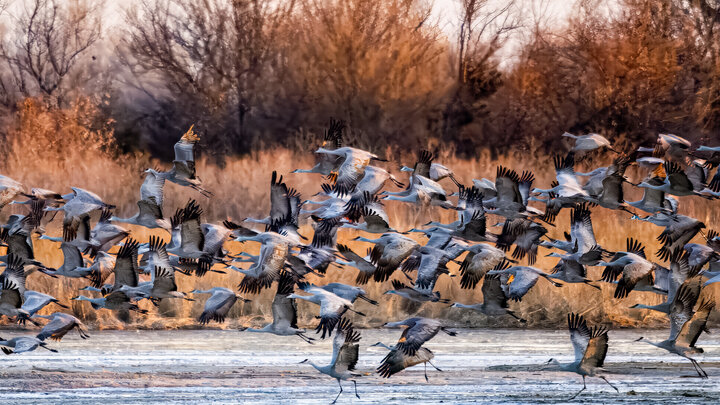Sandhill Cranes
