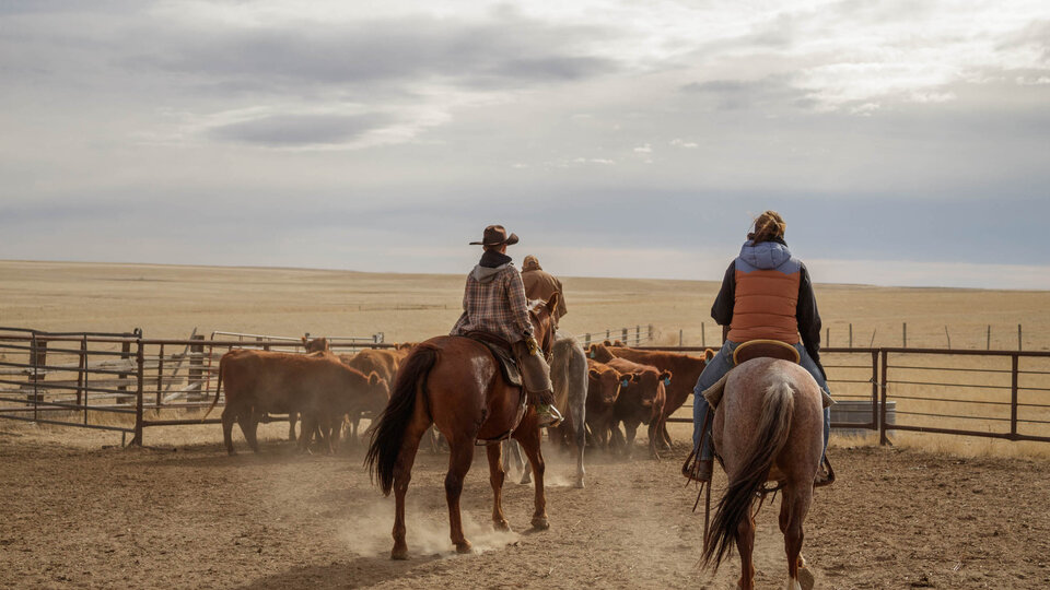 Ranchers sorting cattle in a pen.