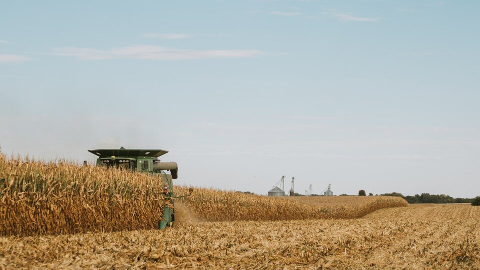 Combine harvesting a corn field