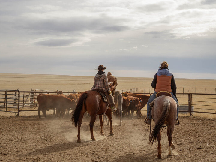 Ranchers sorting cattle in a pen.